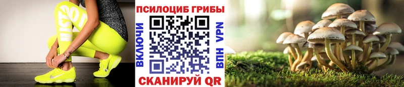 Купить закладки  Дно  Псилоцибиновые грибы Psilocybe 